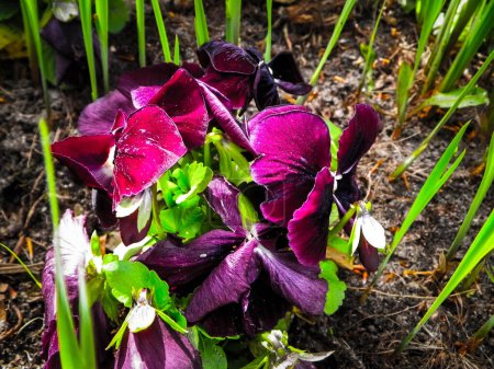 Großaufnahme der Stiefmütterchenblume Viola wittrockiana Gams. Gartenkonzept.