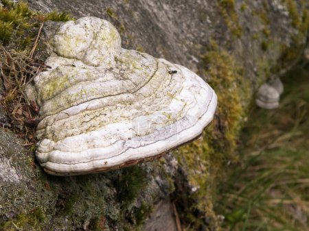 Close up of polypore on tree trunk. Fomes fomentarius also known as tinder fungus.