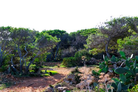 Foresta 2000 Naturschutzgebiet auf der Halbinsel Marfa Malta. Nördlicher Teil der Insel.