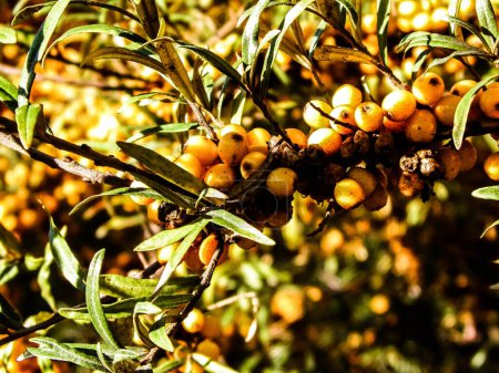 Nahaufnahme von Pyracantha M.Roem. als Hintergrund der Natur. Pyracantha wird auch Soleil d 'Or genannt. Früchte und Blätter sind essbar und werden in der chinesischen Medizin verwendet.
