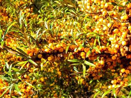 Plan rapproché de Pyracantha M.Roem. comme fond de nature. Pyracantha est aussi nommée Soleil d'Or. Ses fruits et feuilles sont mangeables et utilisés en médecine chinoise.