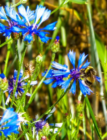 Primer plano de abejorro en flor de iris. Concepto naturaleza verano
.