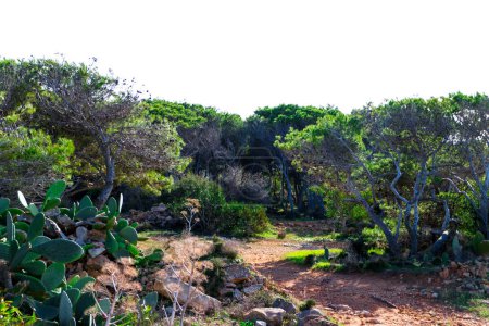 Photo for Foresta 2000 nature reserve on Marfa peninsula Malta. Northern part of island. - Royalty Free Image