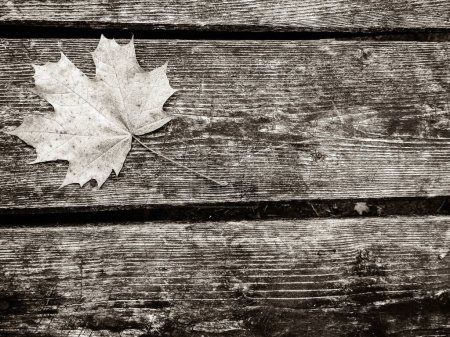 Foto de Hojas de otoño sobre tabla de madera como fondo natural. Copiar espacio. Filtro BW tonificado
. - Imagen libre de derechos