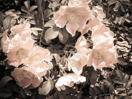 Close up of pink, wild rose flofer. Rosa acicularis - summer nature concept. Vintage filter.