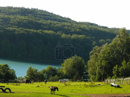 The mountainous landscape of Kashubia. Horses on the pasture in Wiezyca and water of Ostrzyckie Lake on a second plan. Wiezyca is in Kashubia region of northern Poland and popular touristic site.