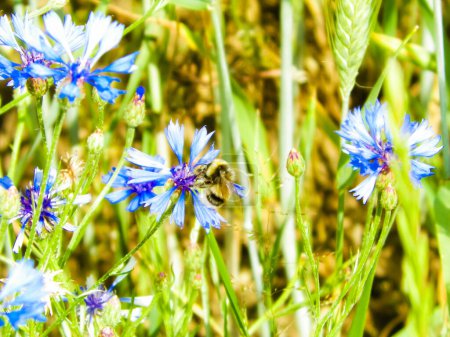 Primer plano de abejorro en flor de iris. Concepto naturaleza verano
.