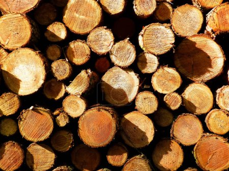 Holzbalken als Naturhintergrund. Waldrodung - Umweltschutz und landwirtschaftliches Konzept.