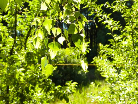 Nahaufnahme von Blättern und Sträuchern von Brichenbäumen im Hintergrund. Sonniger Tag, Sommer in Polen, Region Tuchola Forest. Hintergrund Natur.