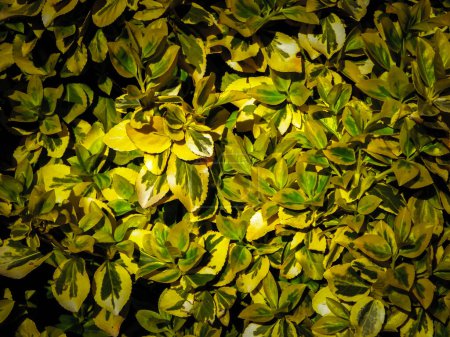 Euonymus fortunei leaves as nature background. Gardening concept. Copy space.