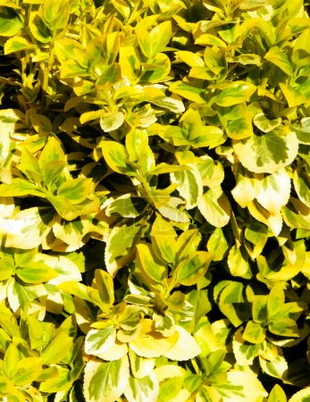 Euonymus fortunei leaves as nature background. Gardening concept. Copy space.