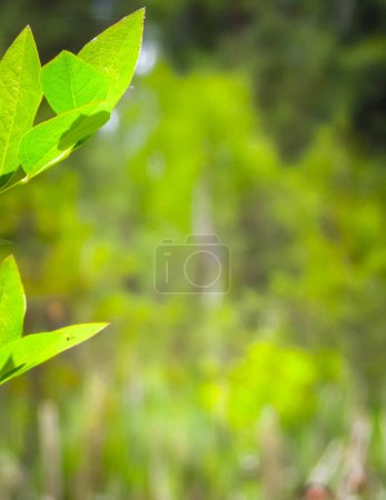 Nahaufnahme von Busch und seine grünen Blätter. Flora der Tuchola Forest Region in Polen. Natur im Hintergrund, Sommer. Kopierraum.