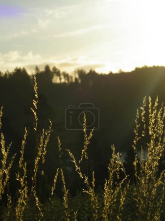 Gras auf dem Hintergrund des Sonnenuntergangs. Hintergrund Natur
