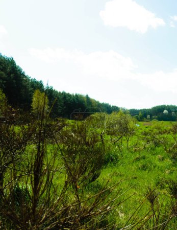 Pré sauvage et verdoyant en forêt. Beauté naturelle de la région de Kashubia en Pologne.