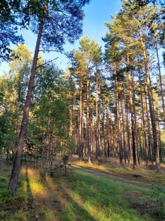 Landscape of Tuchola Forest. Northern Poland.