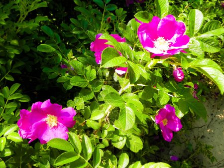 Close up of pink, wild rose flofer. Rosa acicularis - summer nature concept.