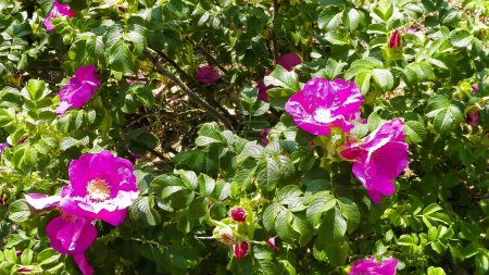 Close up of pink, wild rose flofer. Rosa acicularis - summer nature concept.