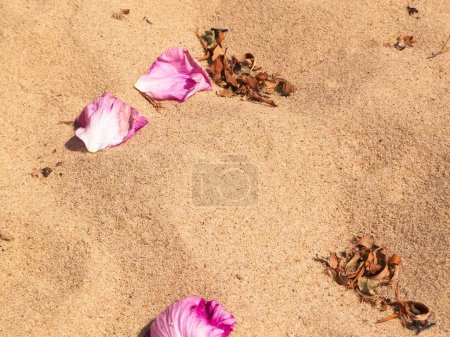 Rose petals on sand as nature background. Copy space.