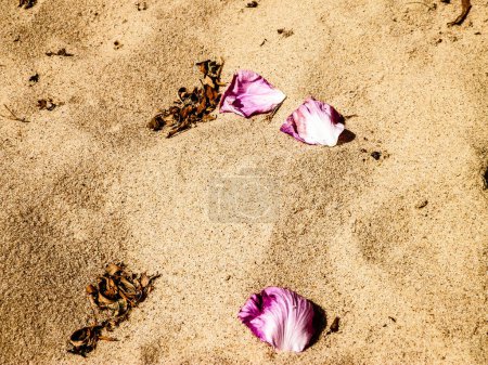 Rose petals on sand as nature background. Copy space.