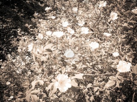 White, wild rose flofers. Rosa acicularis - summer nature background.