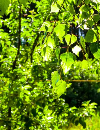 El primer plano de las hojas del árbol de brich y los arbustos en el fondo. Día soleado, verano en Polonia, región del bosque de Tuchola. Fondo de naturaleza
.