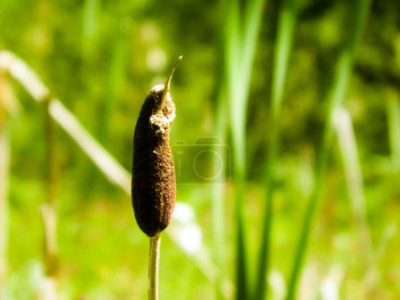 Close up of typha plant. Nature of Tuchola Forest and Kashubian region in Poland. Copy space, nature background.