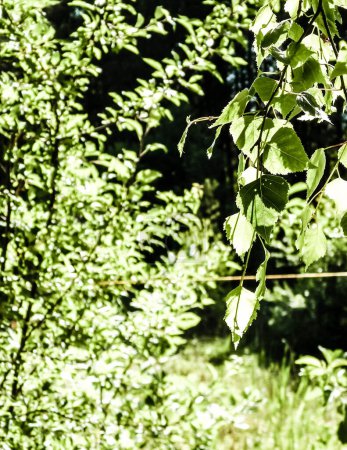 Gros plan de feuilles et d'arbustes de briquetier en arrière-plan. Journée ensoleillée, été en Pologne, région forestière de Tuchola. Contexte naturel
.