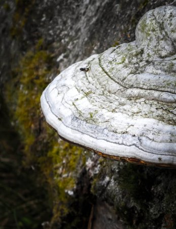 Gros plan de polypore sur le tronc d'arbre. Fomes fomentarius également connu sous le nom de champignon amadou.