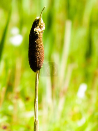 Photo for Close up of typha plant. Nature of Tuchola Forest and Kashubian region in Poland. Copy space, nature background. - Royalty Free Image