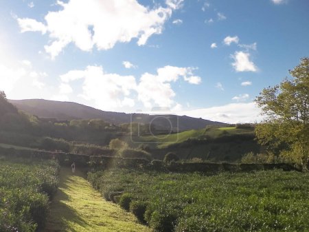 Landscape of green hills and meadows of tea plantation. Azores Islands.