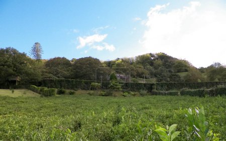 Landschaft mit grünen Hügeln und Teeplantagen. Azoren.