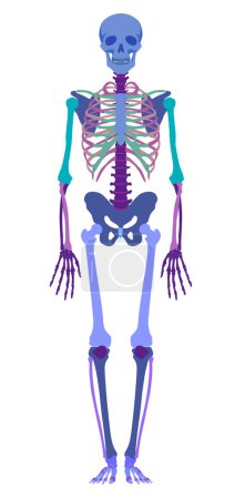 Téléchargez les illustrations : Squelette humain multicolore plein visage dans un style plat isolé sur blanc. Conception plate - en licence libre de droit