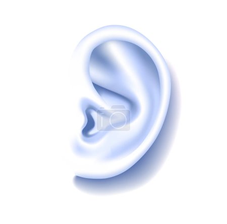 Zeichnung des menschlichen Ohres