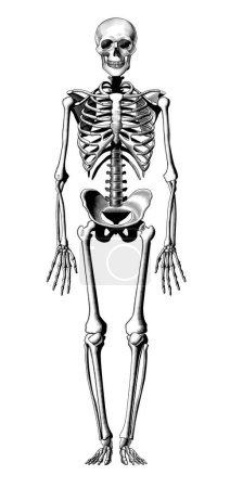 Menschliches Skelett voller Länge und Gesicht isoliert auf weiß. Stilisierte Vintage-Zeichnung