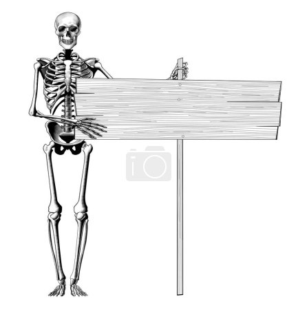 Human skeleton full length and full face with a long wood board banner isolated on white. Horror and anatomy retro concept. Vintage engraving stylized drawing
