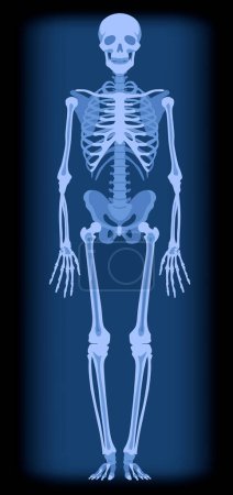 Ganzes Röntgenogramm eines menschlichen Skeletts in blauem Licht. Zeichnung im flachen Stil. Vektorillustration