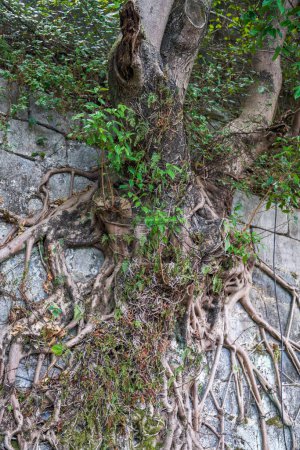 Photo for Close-up of old banyan tree roots growing on the ancient city wall - Royalty Free Image
