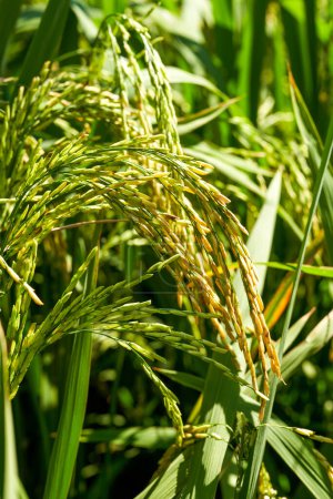 Nahaufnahme von Reis in einem goldgelben Reisfeld, das im Herbst geerntet wurde