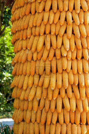 Téléchargez les photos : Gros plan sur le séchage des épis de maïs séchés à la campagne - en image libre de droit