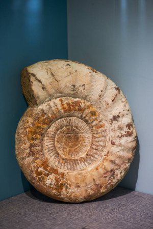 Photo for A close-up of an ancient ammonite fossil - Royalty Free Image