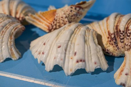 Photo for Conch specimens of large marine shells in various shapes - Royalty Free Image