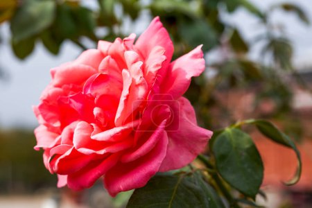 Photo for Beautiful blooming rose flowers planted in the garden - Royalty Free Image