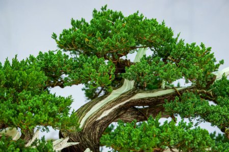 Close-up of a graceful Podocarpus tree