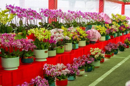 Foto de Varias orquídeas Phalaenopsis en el mercado de las flores - Imagen libre de derechos