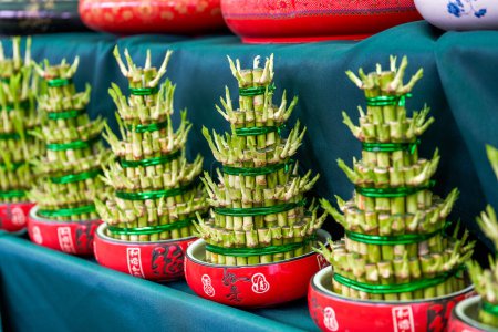 Foto de Año nuevo chino suerte bambú primer plano. - Imagen libre de derechos