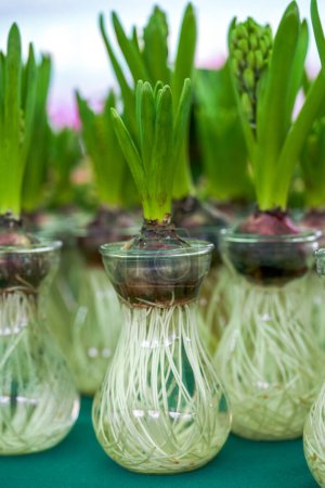 Foto de Primer plano de rizomas de plantas en macetas hidropónicas - Imagen libre de derechos
