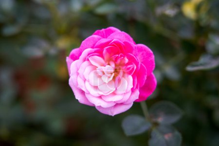 A very special bicolor pink rose flower