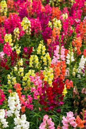 Beautiful blooming sea of snapdragon flowers of various colors in the garden