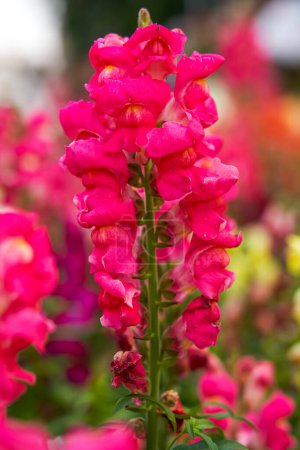 Photo for Beautiful blooming sea of snapdragon flowers of various colors in the garden - Royalty Free Image