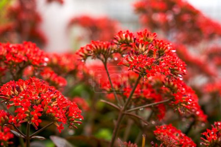 Foto de Exuberantes flores rojas de Kalanchoe creciendo en el jardín - Imagen libre de derechos